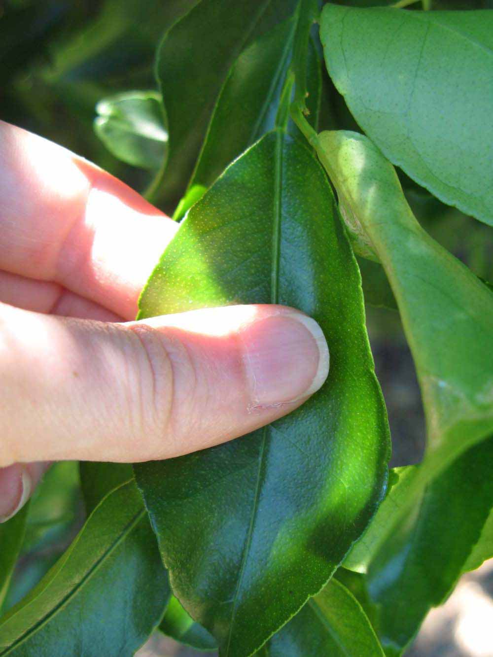              Unifoliolate leaf (Winter Haven, FL)       